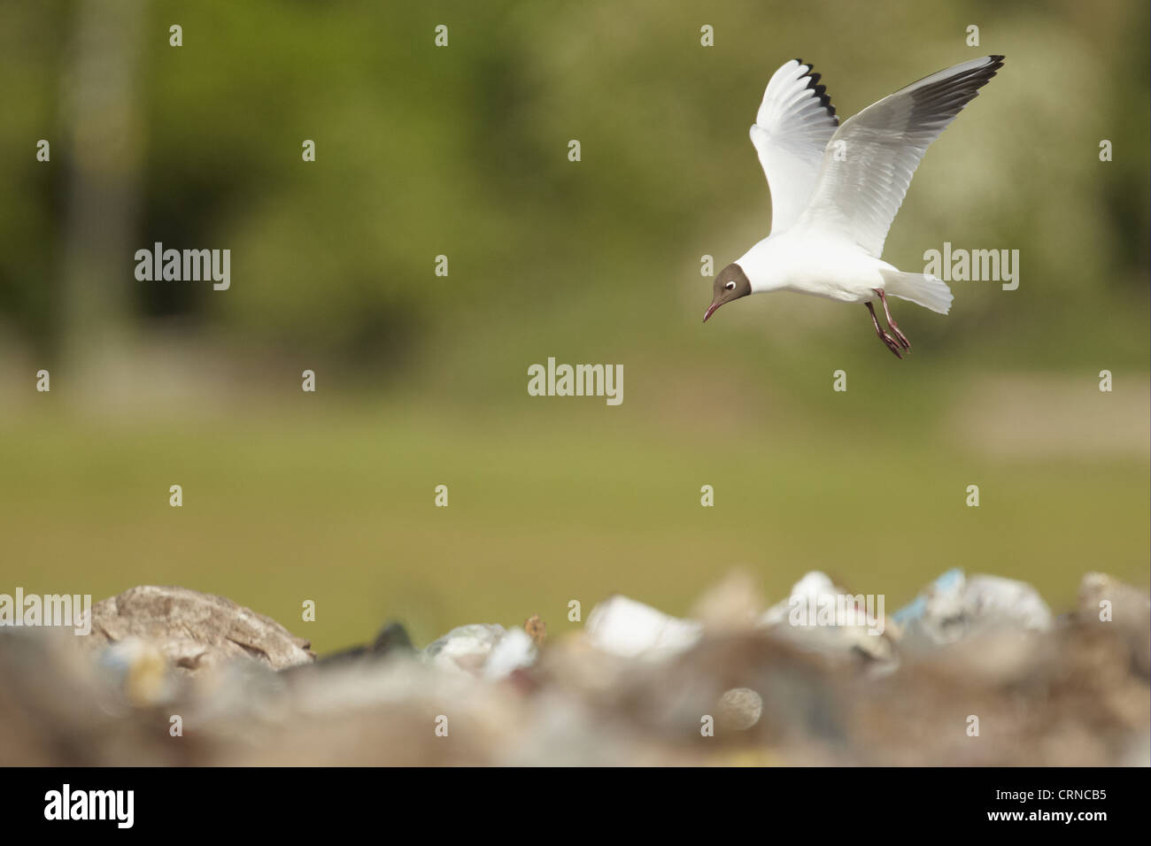 Black-headed Gull (Larus ridibundus) adult, summer plumage, in flight, foraging over rubbish in landfill site, Shropshire, Stock Photo