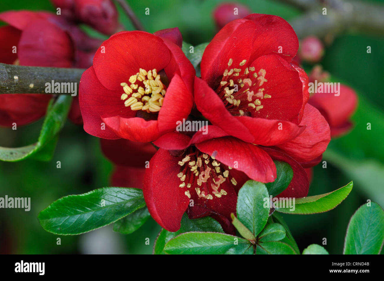 The red flowers of a Japonica shrub UK Stock Photo Alamy