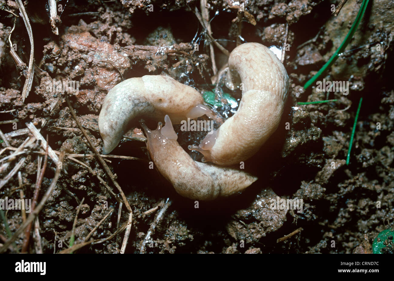 Netted slug (Deroceras reticulatum: Agriolimacidae) in head-to-tail circling courtship with their dart-sacs inflated UK Stock Photo