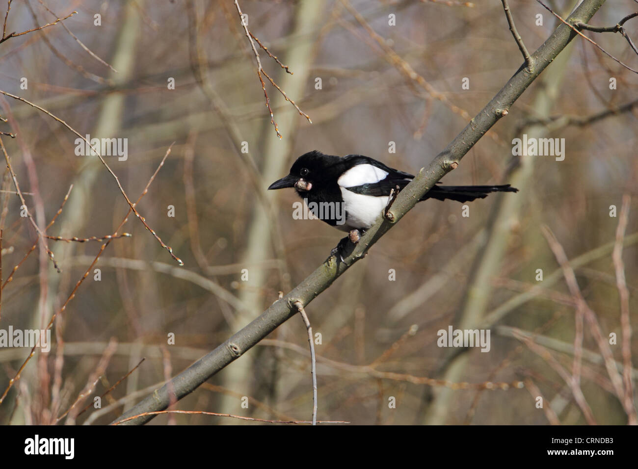 Common Magpie (Pica pica) adult, with tumor growth on head and feet, perched on branch in woodland, Hertfordshire, England, Stock Photo