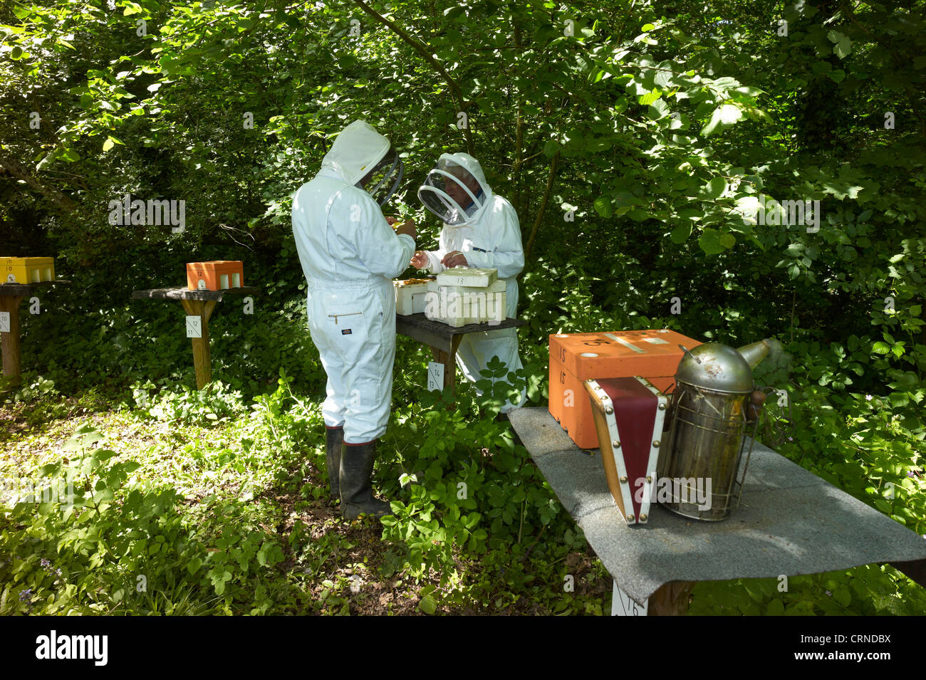 Checking queen bee mating hives - individuals are selected for health, to reduce swarming and to be docile Stock Photo