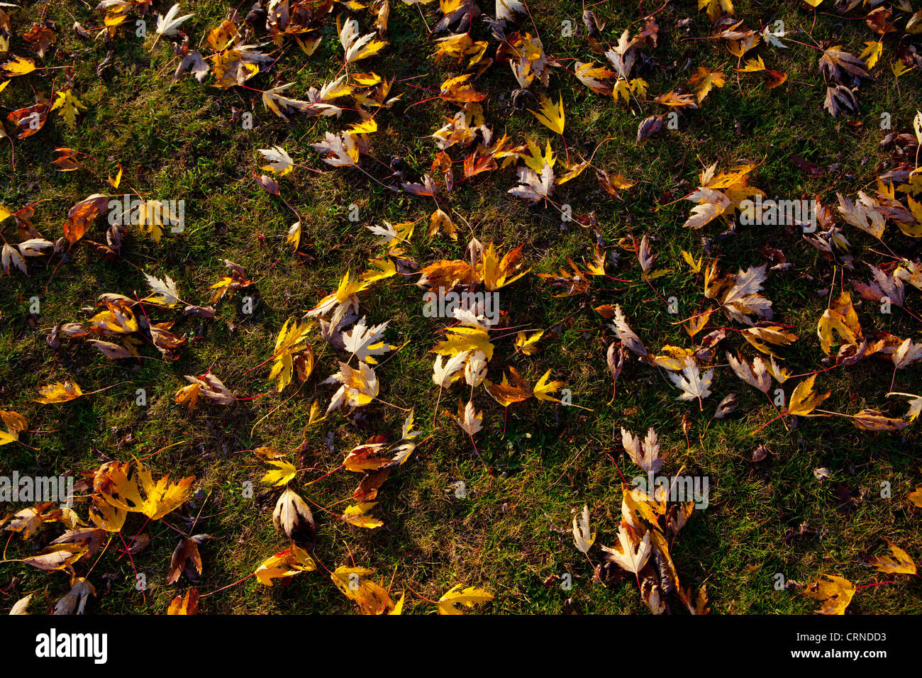 fallen leaves from above on grass in autumn Stock Photo - Alamy