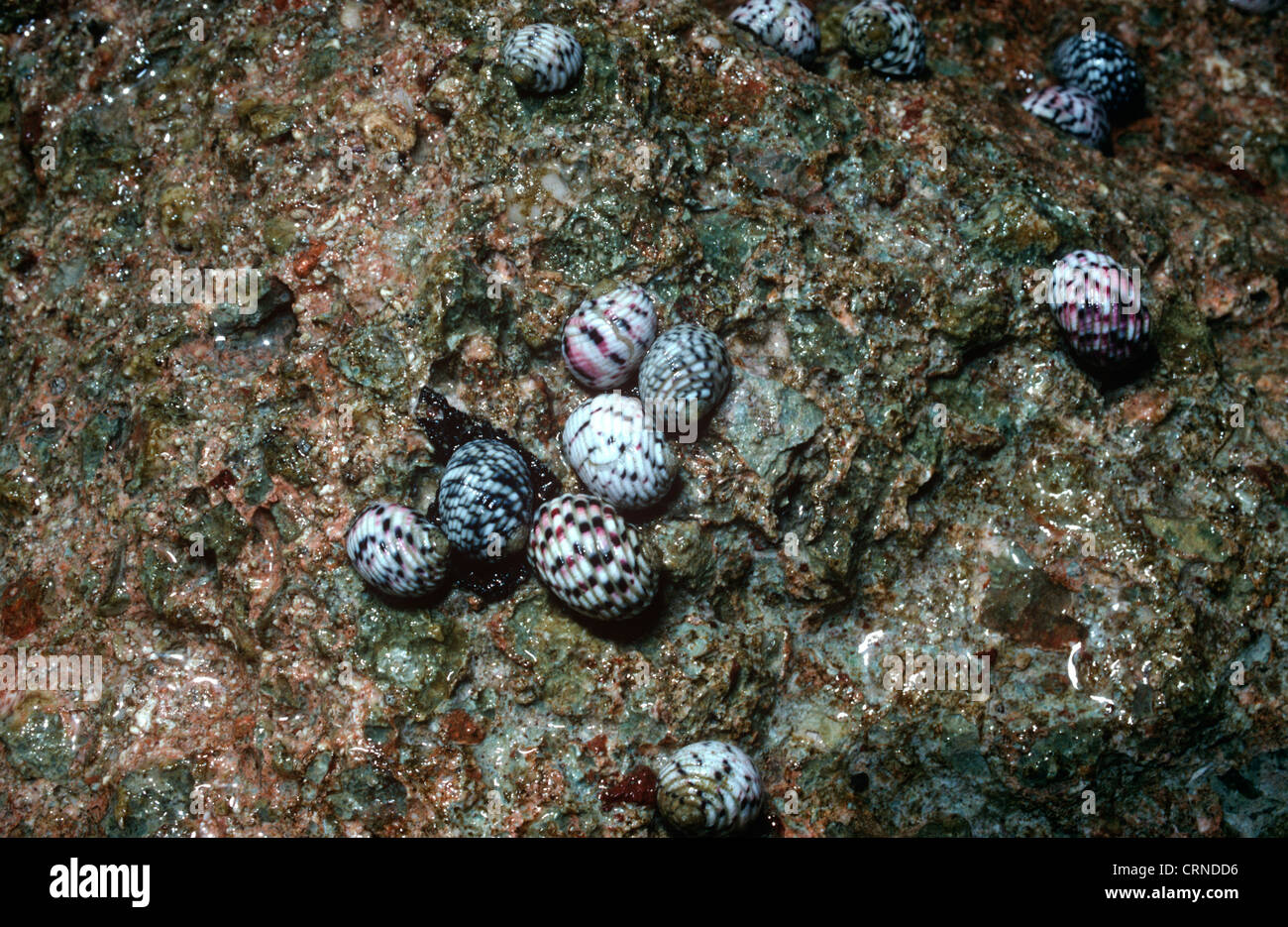 Checkered nerite (Nerita tessellata) on intertidal rocks Cuba Stock Photo