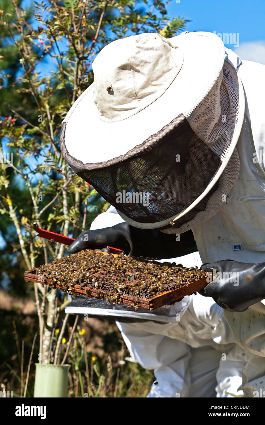 A bee keeper wearing protective clothing inspecting a hive. Stock Photo