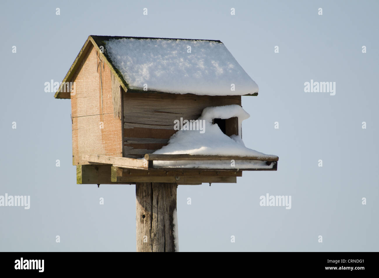 Barn Owl (Tyto alba) nestbox, covered in snow, Crossness Nature Resrve, Bexley, Kent, England, february Stock Photo