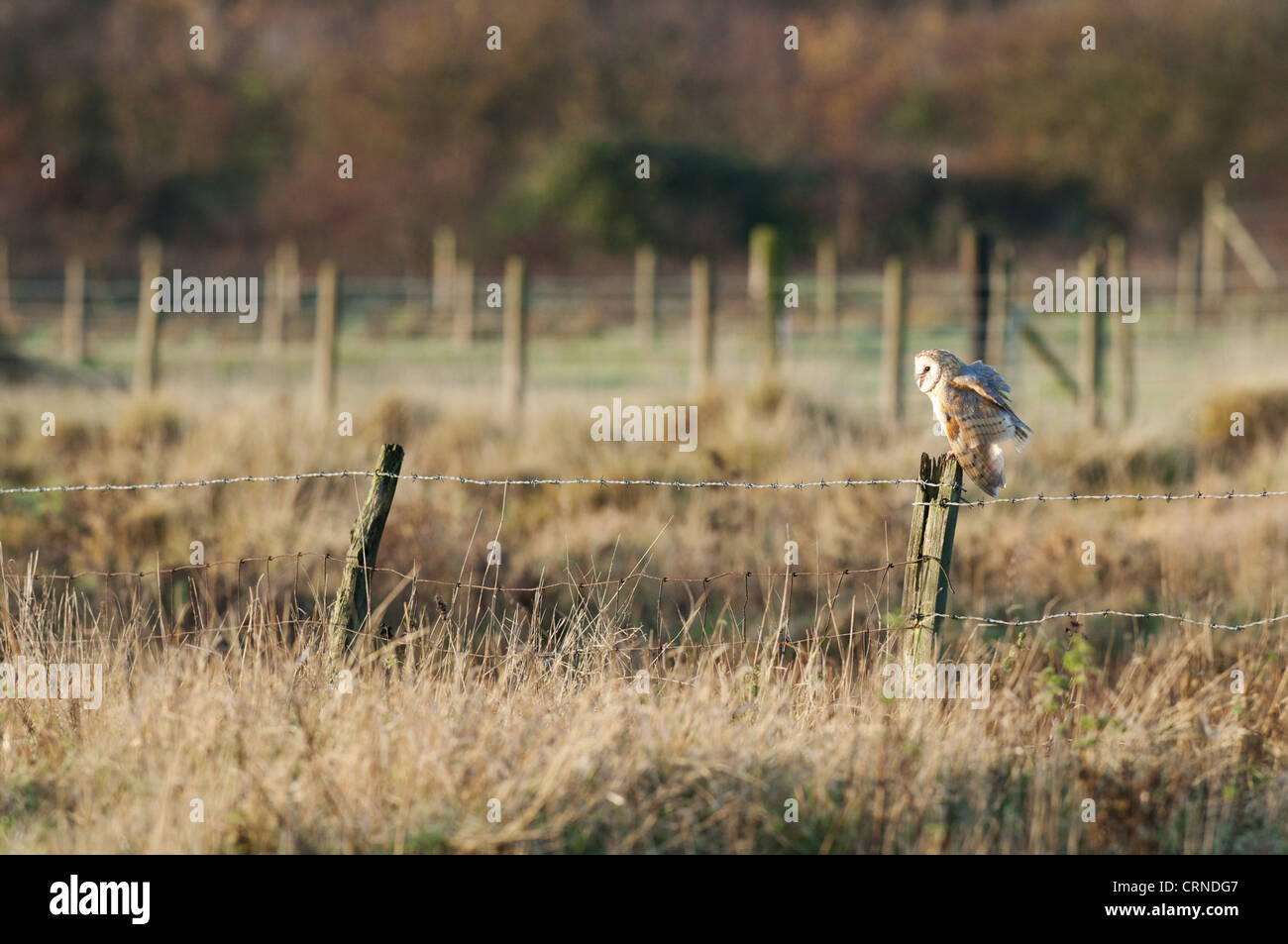 Barn Owl Tyto Alba Adult Drying Wings Perched On Fence Post In