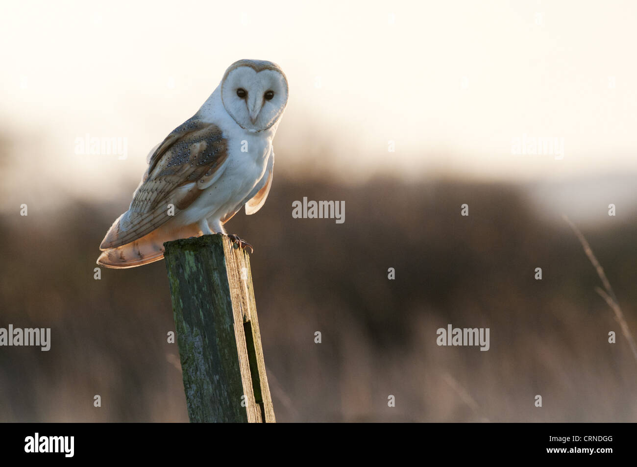 Barn owls isle of sheppey in kent hires stock photography and images