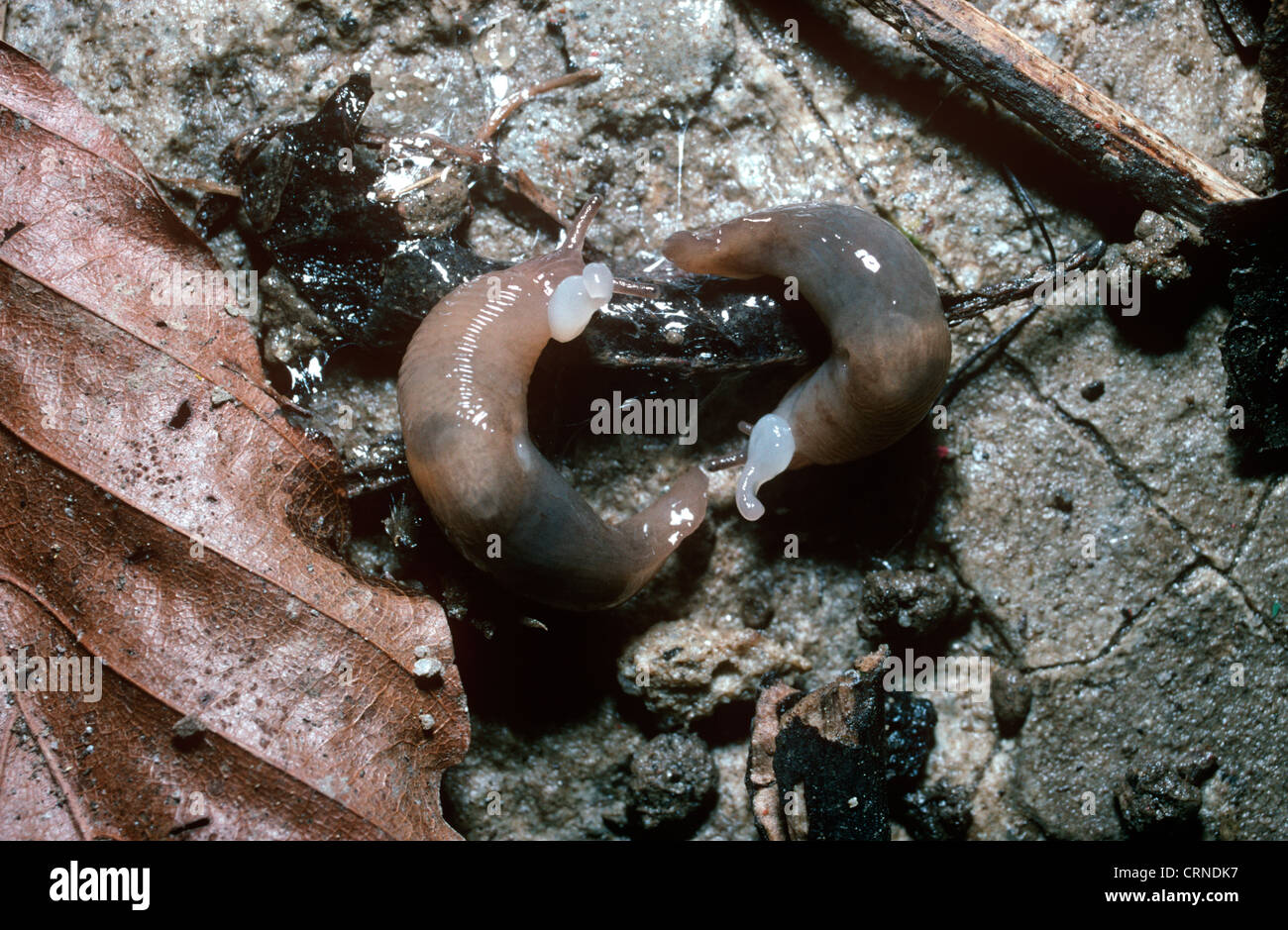 Caruana's slug (Deroceras caruanae / invadens: Agriolimacidae), with their dart-sacs inflated, in circling courtship UK Stock Photo