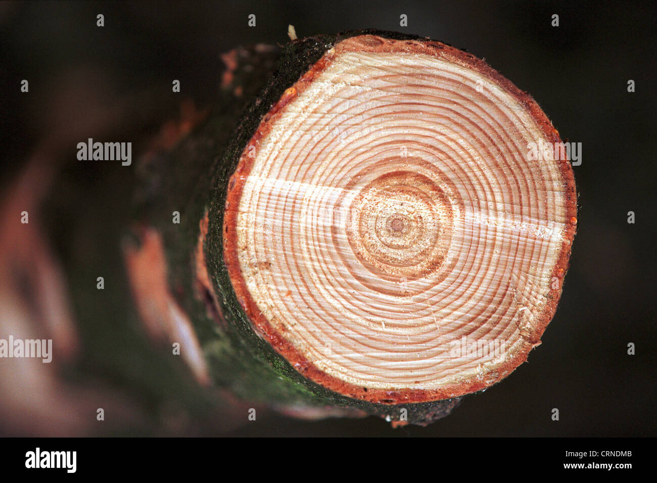 Sawed-off trunk of a tree with annual rings Stock Photo