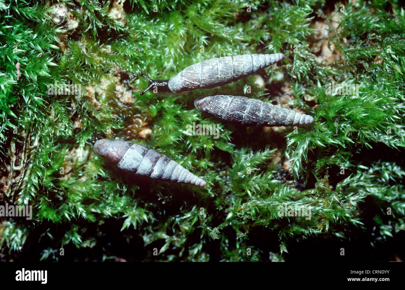 Two-toothed door snails (Clausilia bidentata) UK Stock Photo
