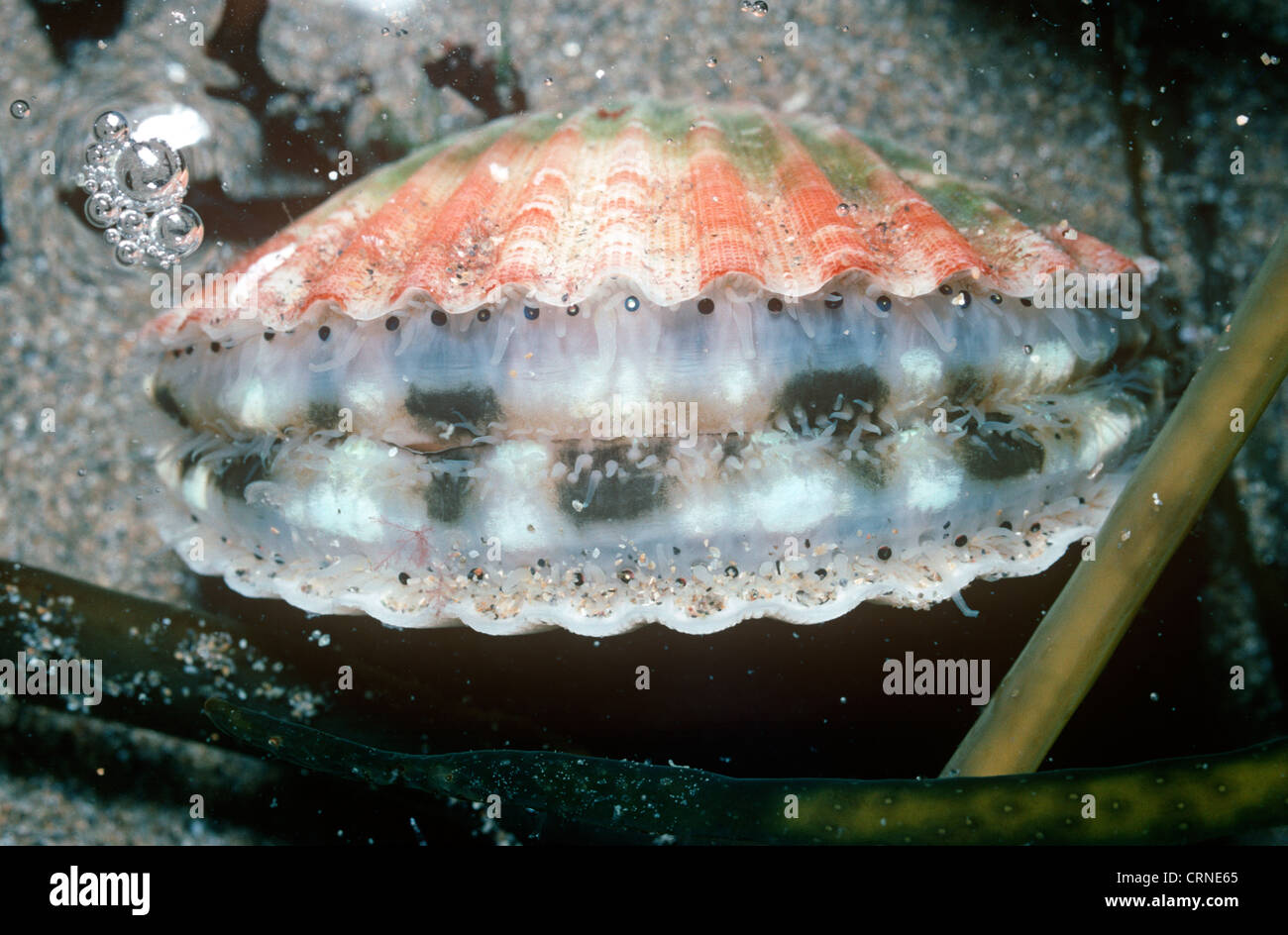 Queen scallop (Aequipecten opercularis Pectinidae) gaping open while
