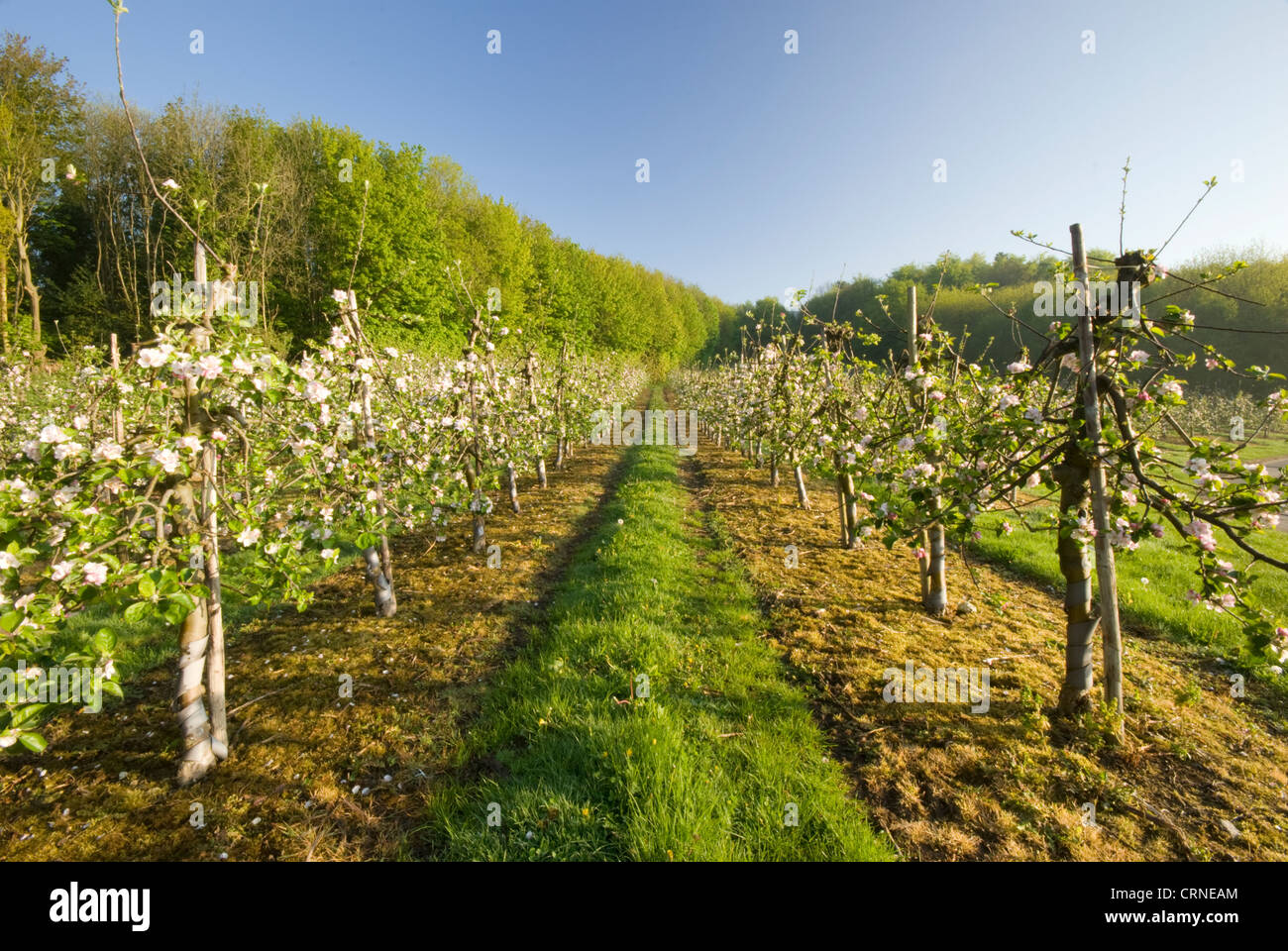 Blossom on fruit trees in an orchard at sunrise. Stock Photo