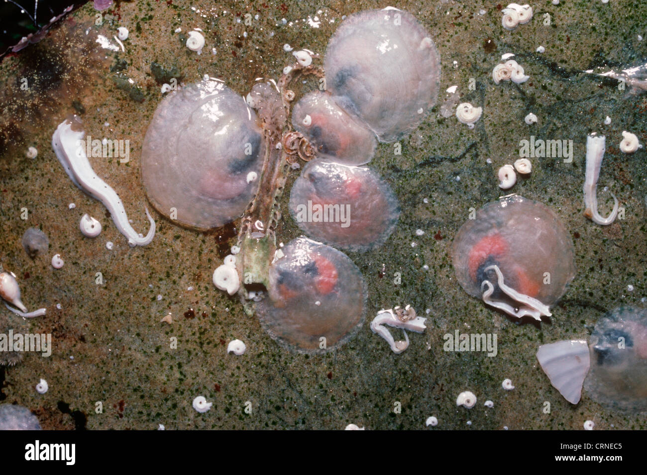 Saddle oysters (Monia / Anomia squama: Anomiidae) beneath a rock on the ...