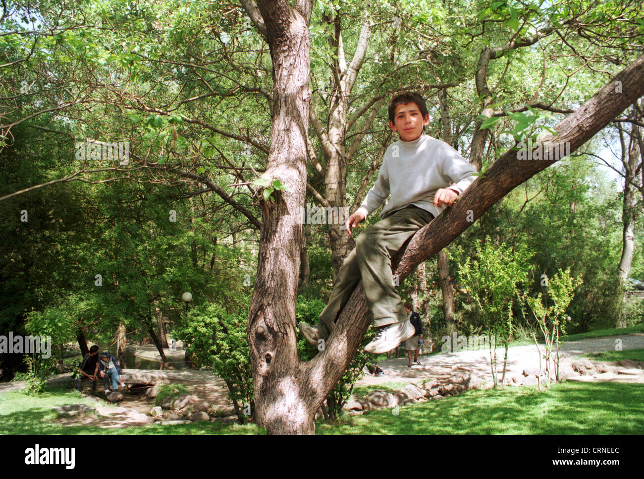 Boy sitting in a tree in a park in Ankara Stock Photo - Alamy