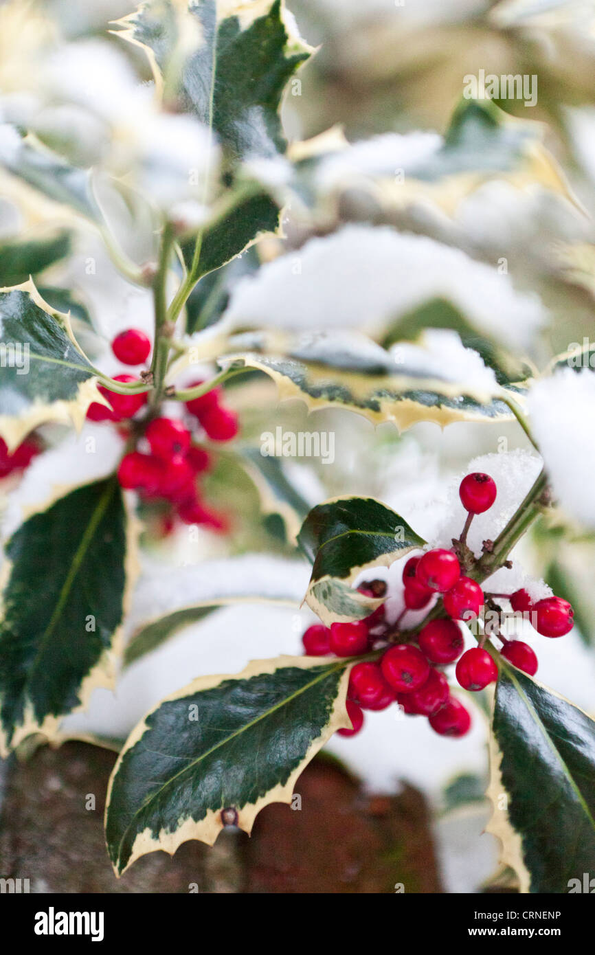 Holly leaves and red berries with fresh snow. Stock Photo