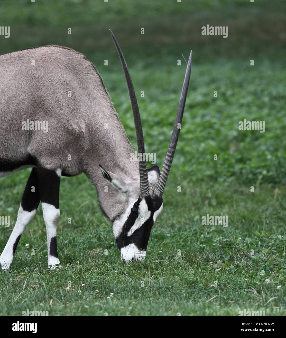 Gemsbok antelope (Oryx gazella Stock Photo - Alamy