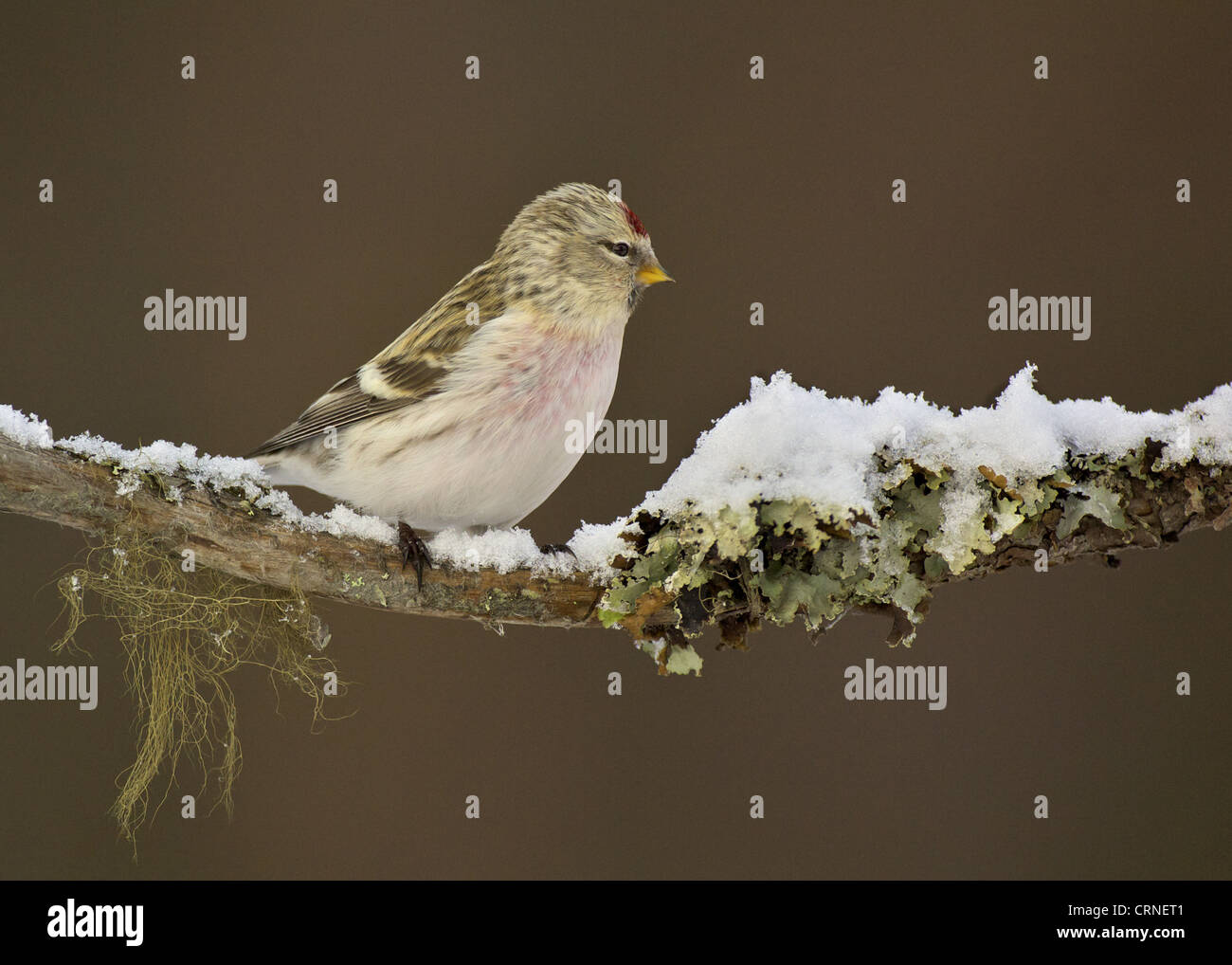 Arctic Redpoll (Carduelis hornemanni) adult male, spring plumage, perched on lichen covered branch in snow, Kaamanen, Inari, Stock Photo