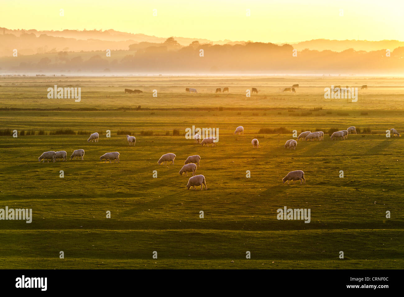 Sheep grazing in fields at sunset. Stock Photo