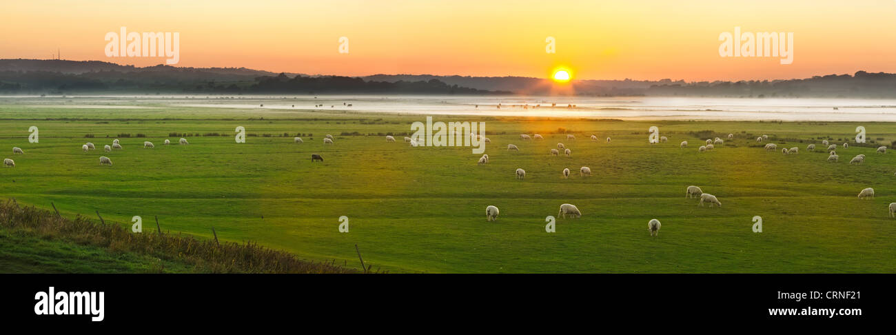 A panoramic view of sheep grazing in fields at sunset Stock Photo - Alamy