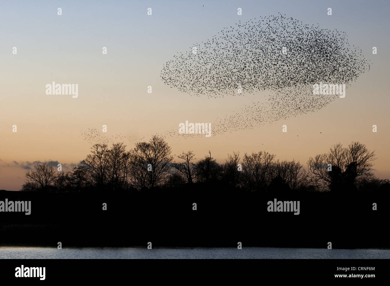 Common Starling (Sturnus vulgaris) flock, in roosting flight over lake and woodland at sunset, Faversham, Kent, England, Stock Photo