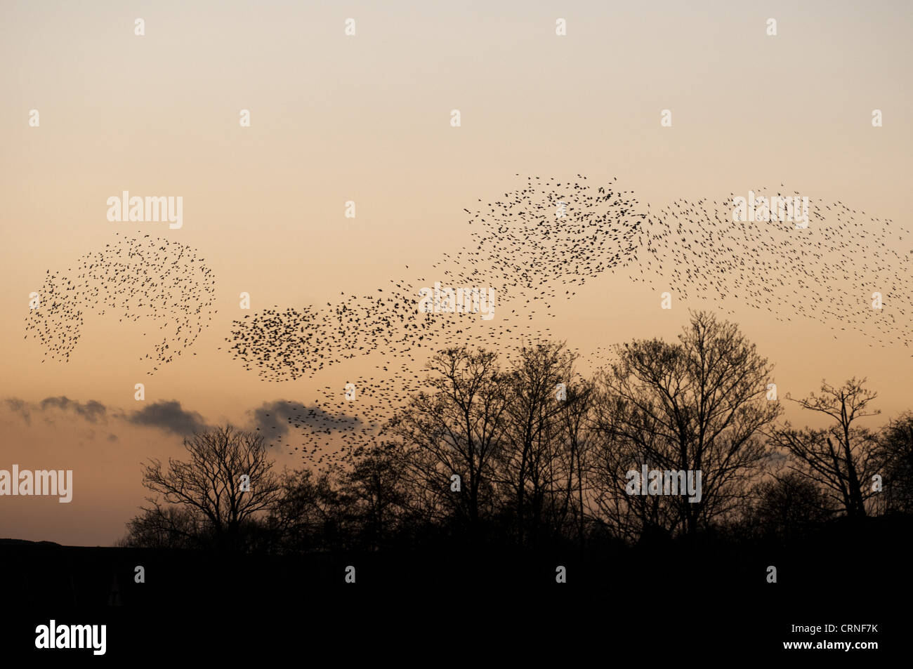 Common Starling (Sturnus vulgaris) flock, in roosting flight over trees at sunset, Faversham, Kent, England, december Stock Photo