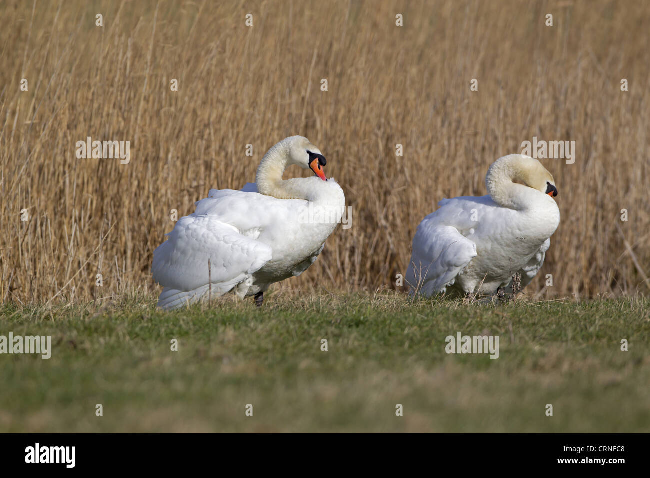 Mute Swan (Cygnus olor) two adult males, parallel walking before comitting to fight, territorial dispute on grazing marsh, Stock Photo