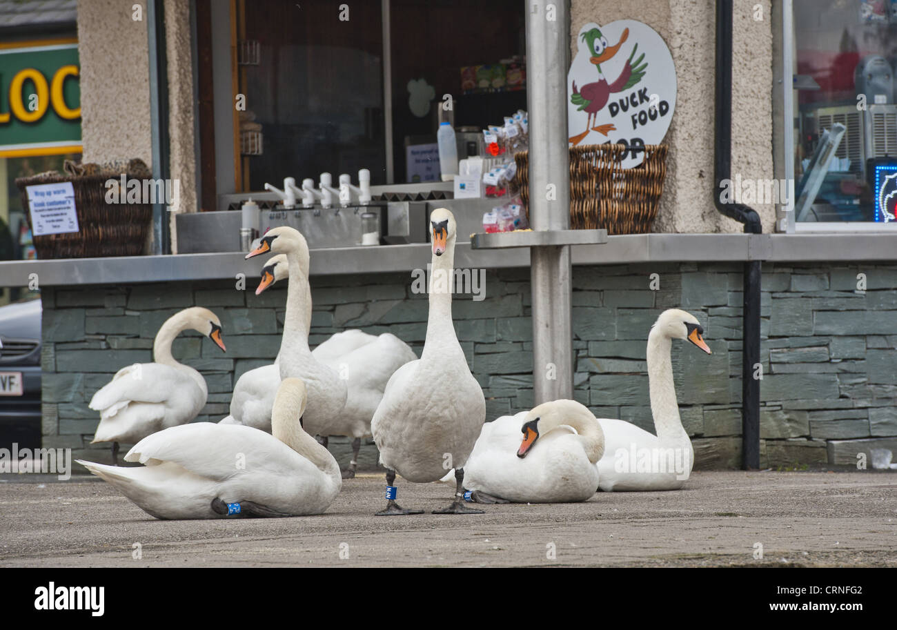Mute Swan (Cygnus olor) flock, on pavement outside cafe at edge of lake, Bowness on Windermere, Lake Windermere, Lake District, Stock Photo