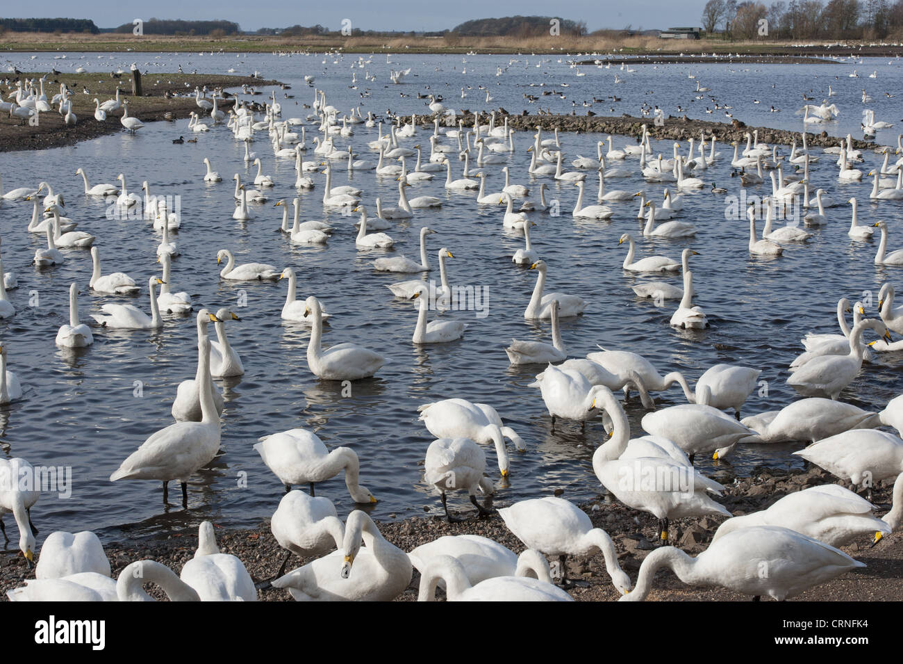 whooper-swan-cygnus-cygnus-flock-feeding-at-edge-and-swimming-on