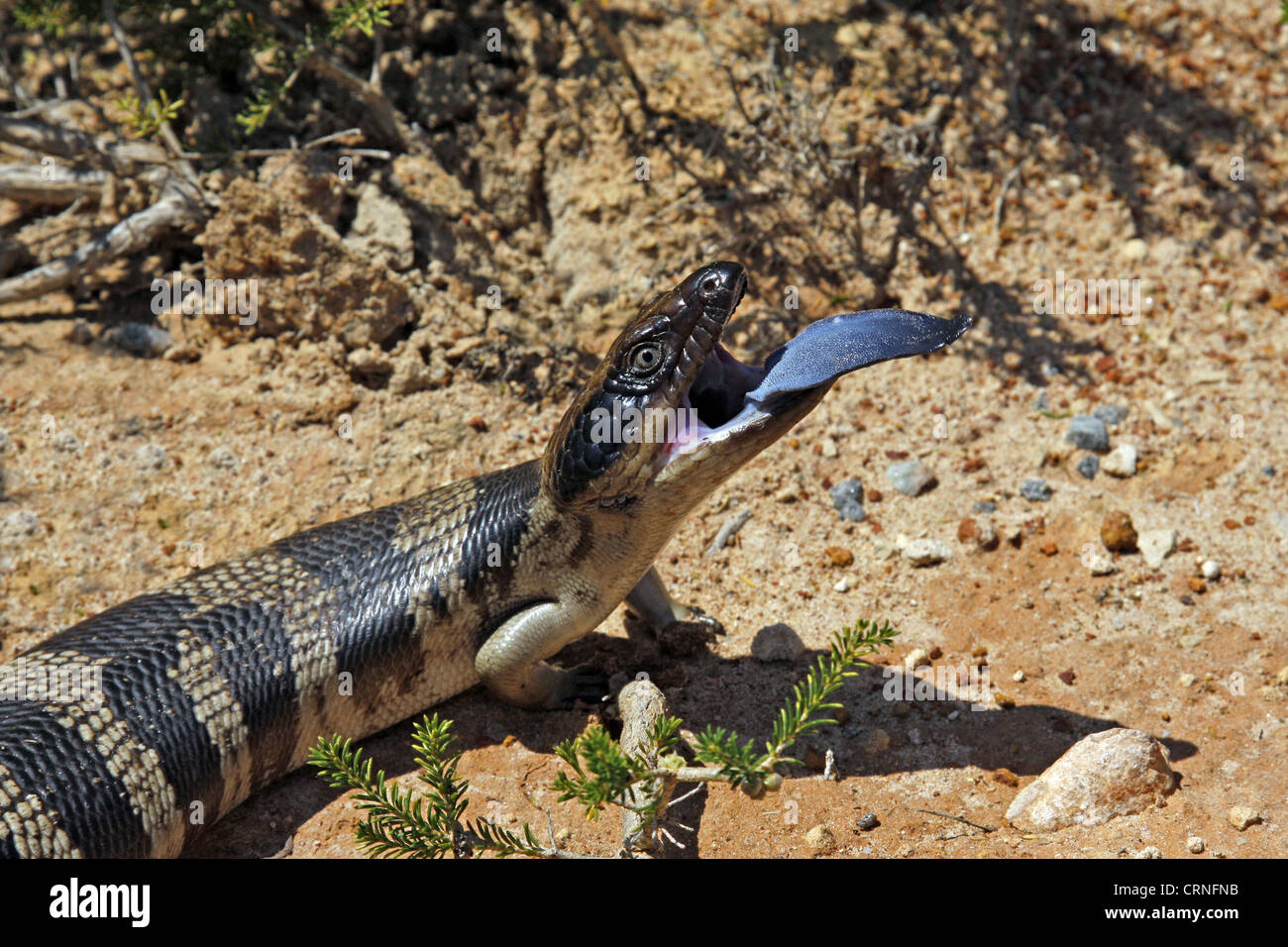 Western Blue-tongued Skink (Tiliqua occipitalis) adult, sticking out blue tongue in defensive behaviour, Western Australia, Stock Photo