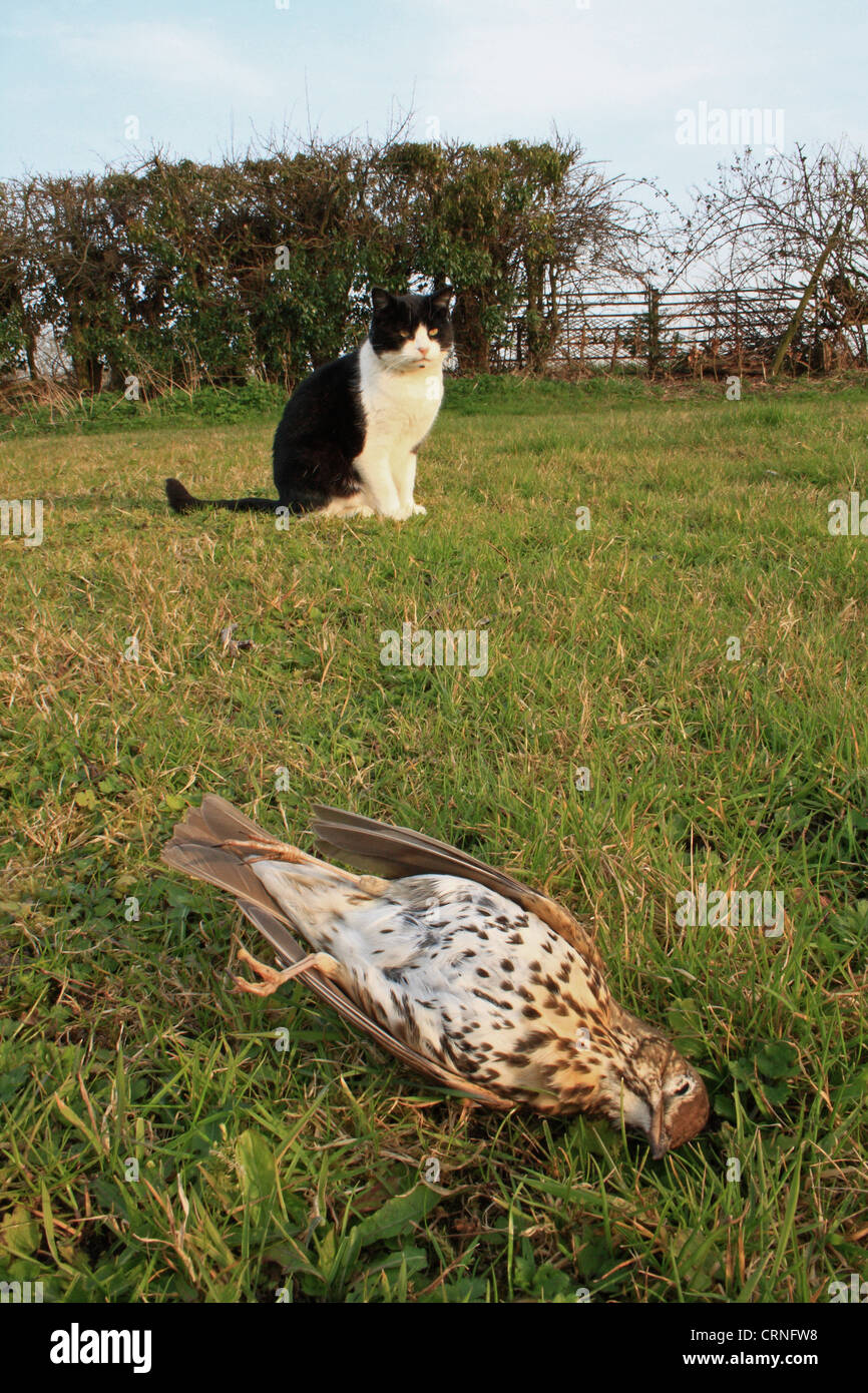 Song Thrush (Turdus philomelos) dead adult, killed by cat on garden lawn, with cat sitting in background, Bacton, Suffolk, Stock Photo