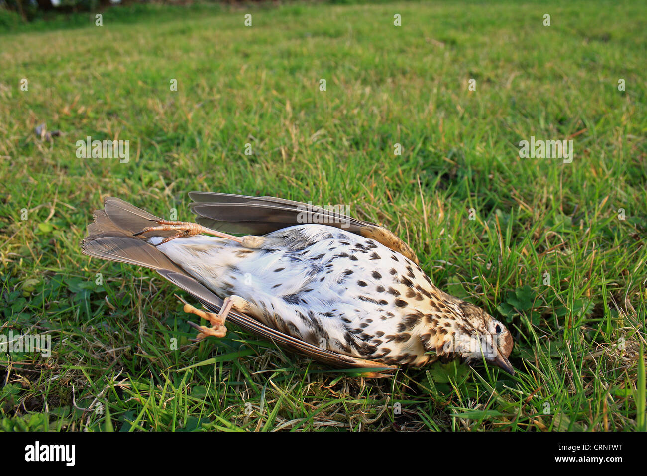 Song Thrush (Turdus philomelos) dead adult, killed by cat on garden lawn, Bacton, Suffolk, England, march Stock Photo