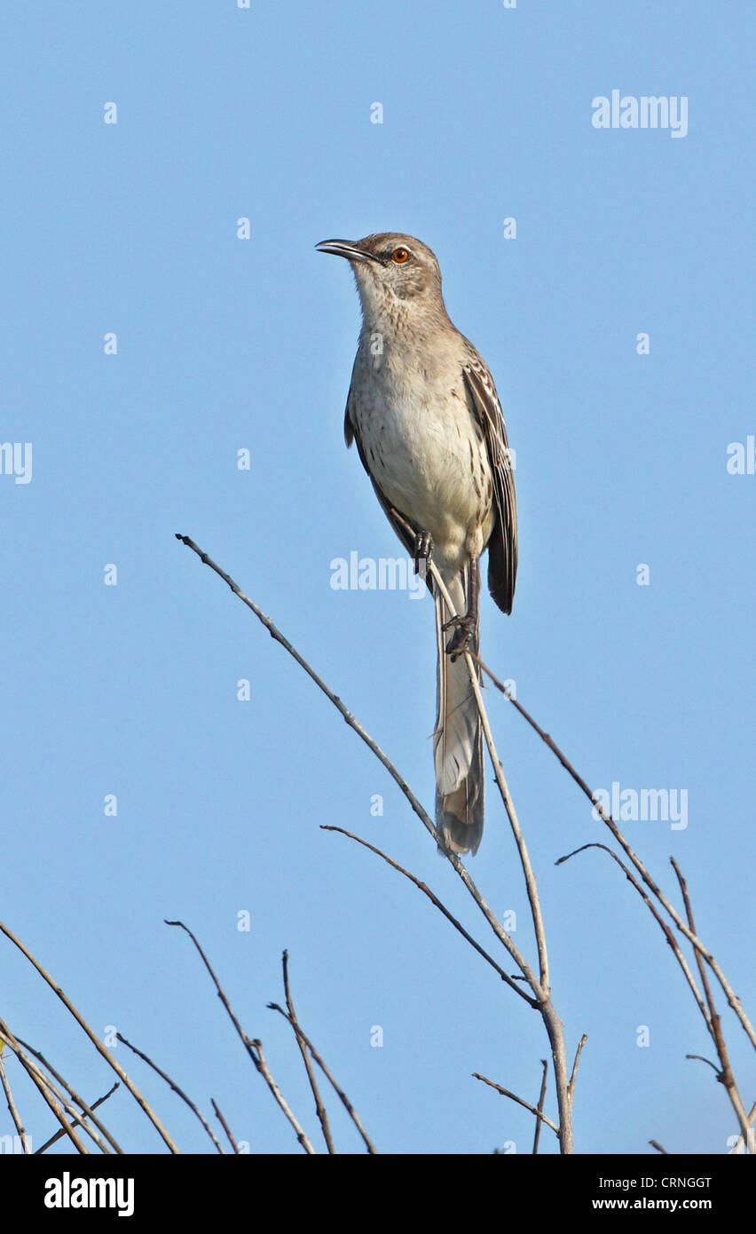 Bahama Mockingbird (Mimus gundlachii hillii) adult, perched on twig, Hellshire Hills, Jamaica, april Stock Photo