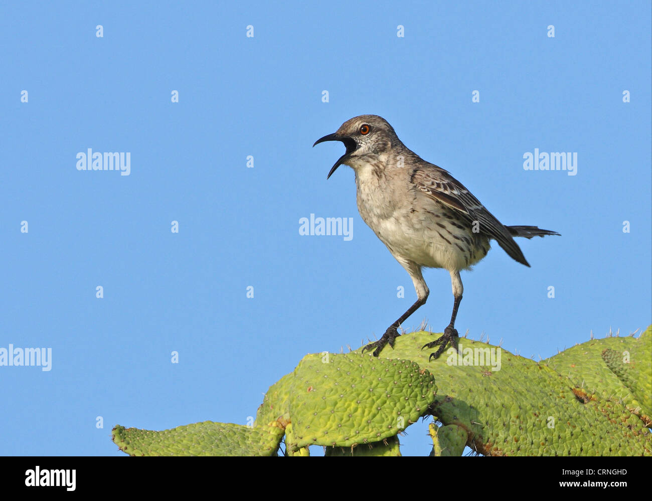 Bahama Mockingbird (Mimus gundlachii hillii) adult, singing, perched on cactus, Hellshire Hills, Jamaica, april Stock Photo