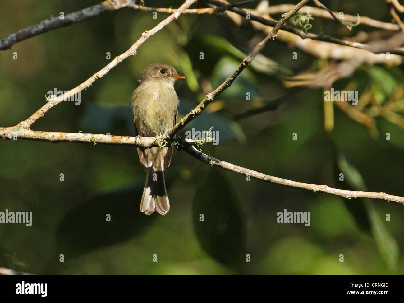 Jamaican Pewee (Contopus pallidus) adult, perched on branch, Blue Mountains, Jamaica, march Stock Photo