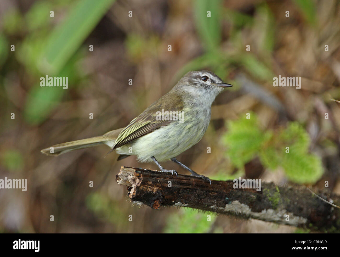Jamaican Elaenia (Myiopagis cotta) adult, perched on branch, Blue Mountains, Jamaica, march Stock Photo