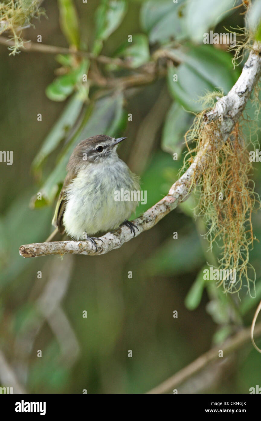 Jamaican Elaenia (Myiopagis cotta) adult, perched on branch, Blue Mountains, Jamaica, march Stock Photo