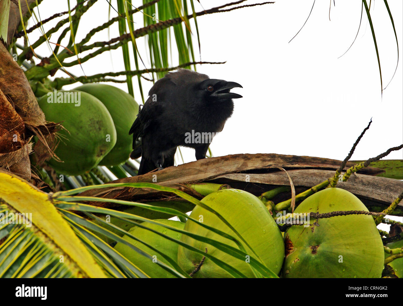 Jamaican Crow (Corvus jamaicensis) adult, calling, perched in coconut