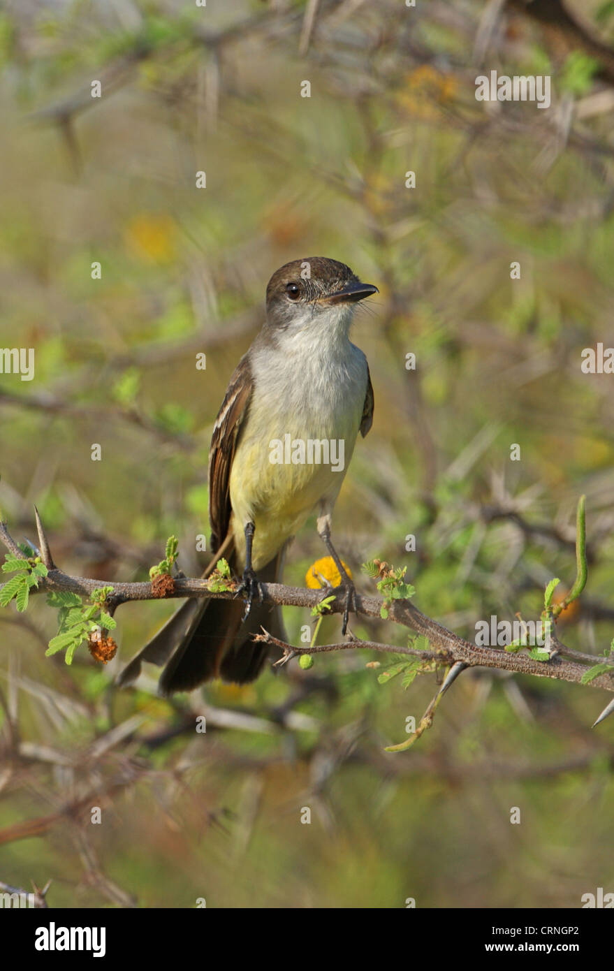 Stolid Flycatcher (Myiarchus stolidus stolidus) adult, perched in thorn bush, Hellshire Hills, Jamaica, april Stock Photo