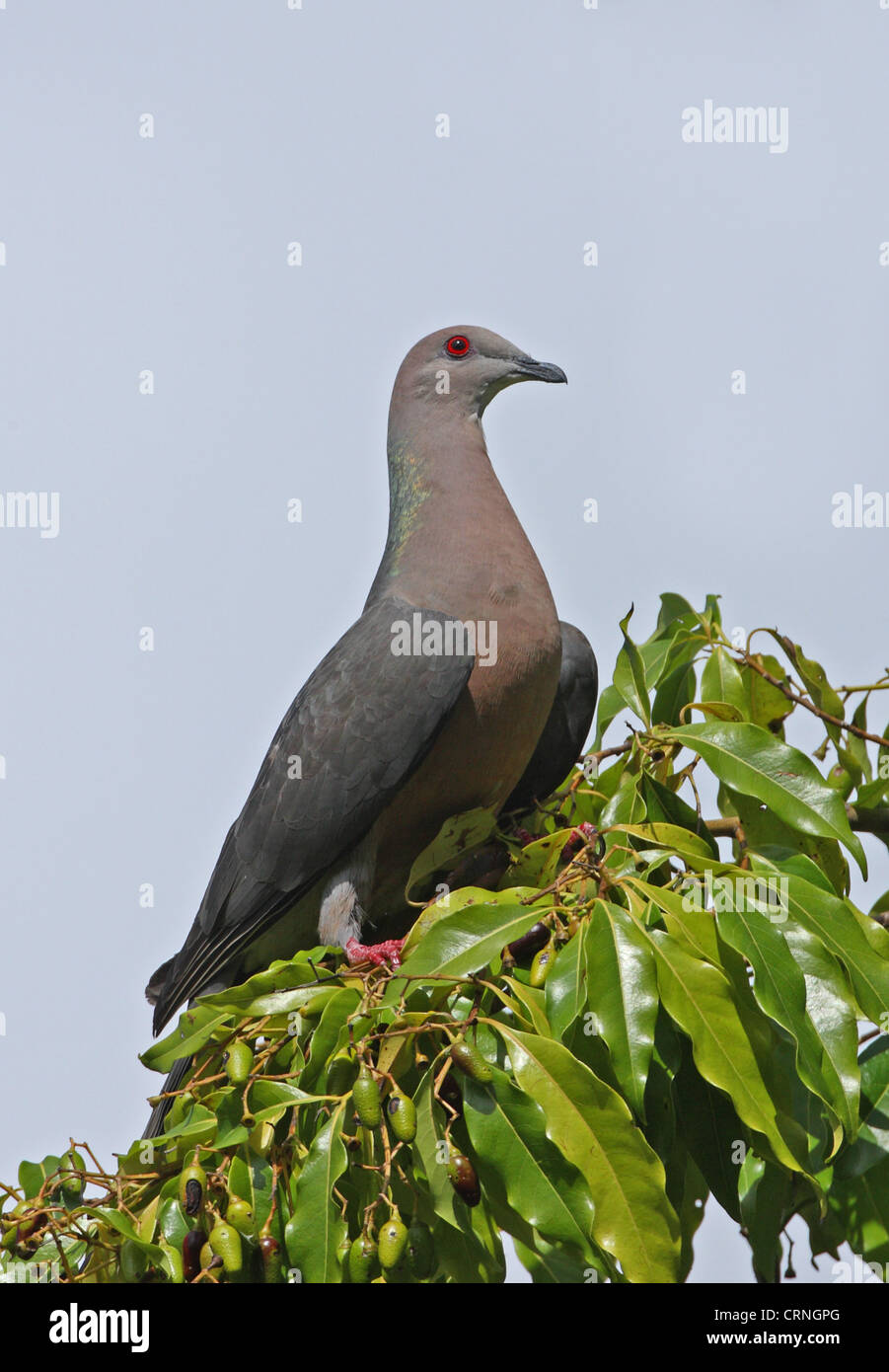 Ring-tailed Pigeon (Patagioenas caribaea) adult, perched on fruiting tree, Port Antonio, Jamaica, april Stock Photo