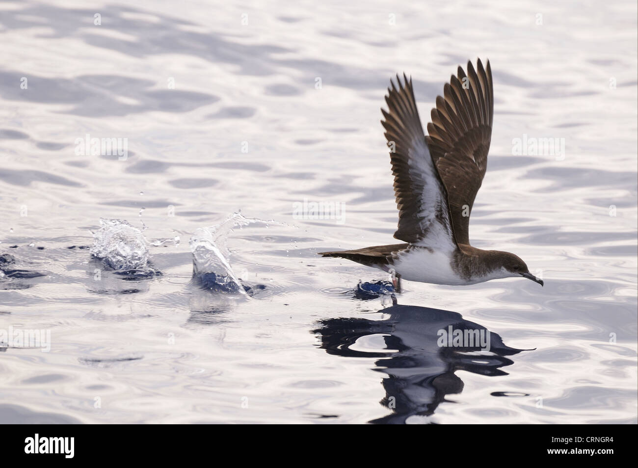 Tropical Shearwater (Puffinus bailloni) adult, in flight, taking off from surface of water, Maldives, march Stock Photo