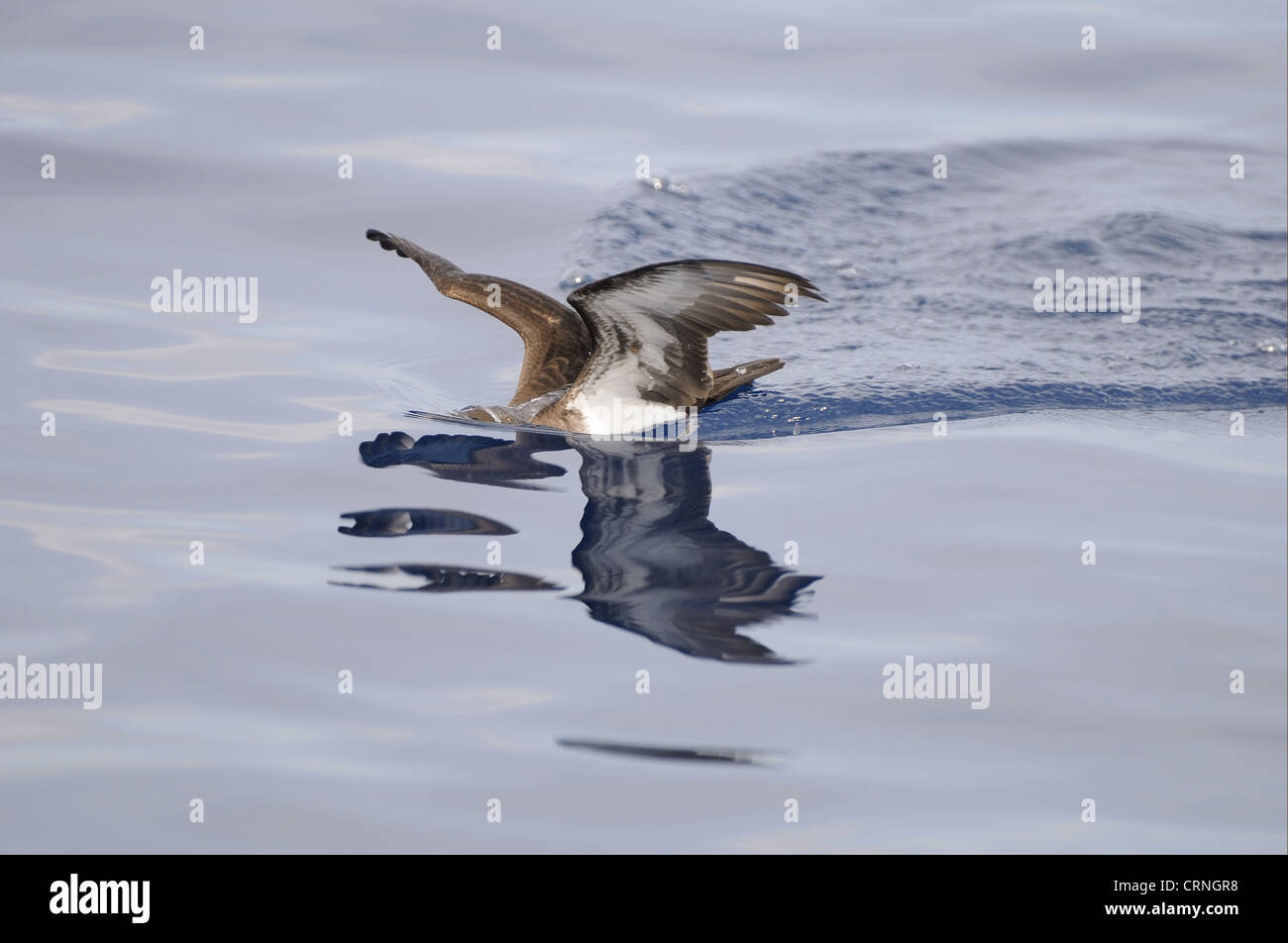 Tropical Shearwater (Puffinus bailloni) adult, feeding at surface of water, Maldives, march Stock Photo