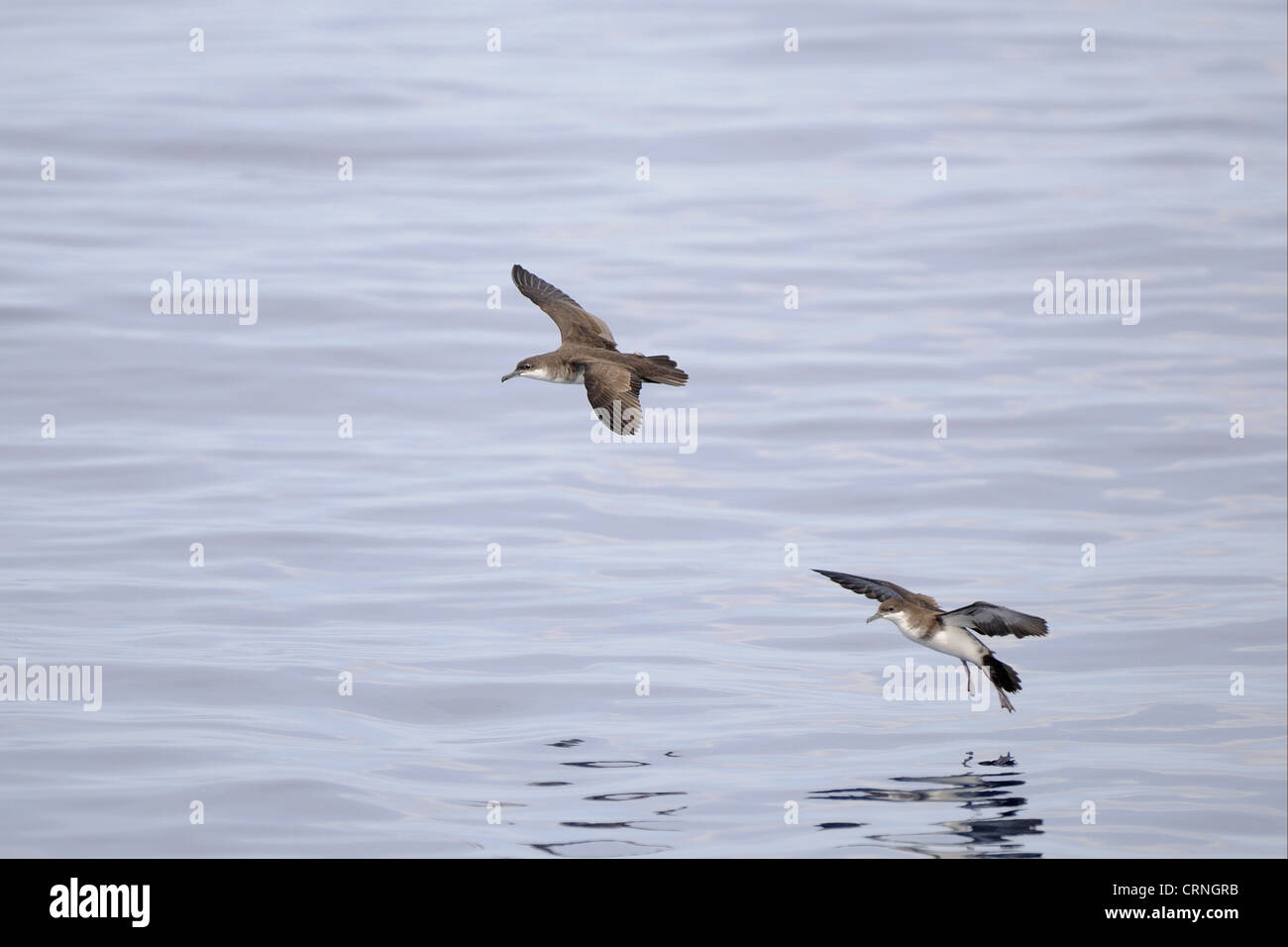 Tropical Shearwater (Puffinus bailloni) two adults, in flight, landing on water, Maldives, march Stock Photo