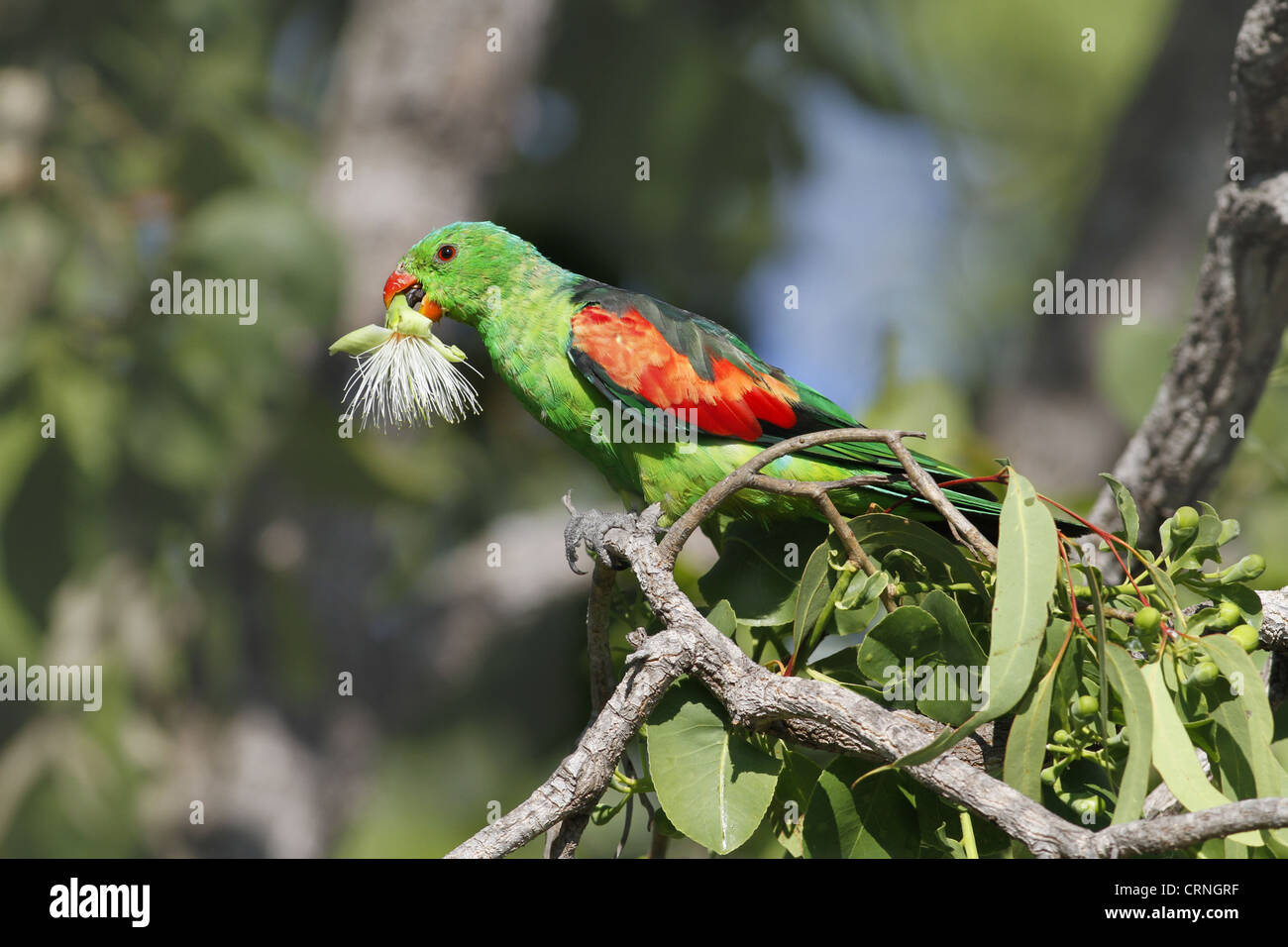 Red-winged Parrot (Aprosmictus erythropterus) adult male, feeding on eucalyptus tree flowers, Northern Territory, Australia Stock Photo