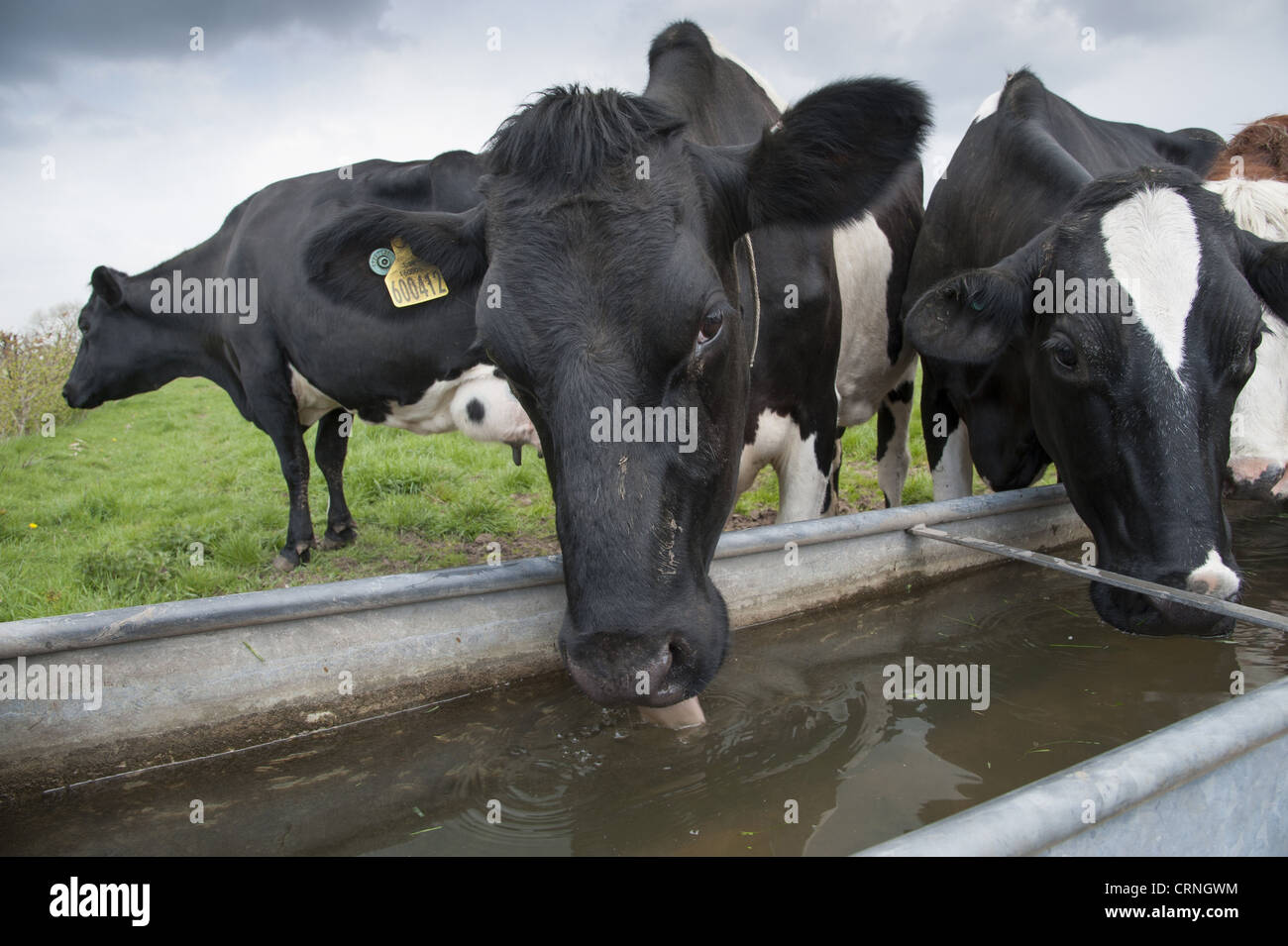 Domestic Cattle, Holstein dairy cows, herd drinking from water trough