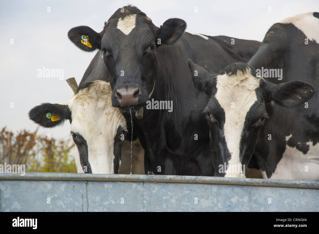 Domestic Cattle, Holstein dairy cows, herd drinking from water trough