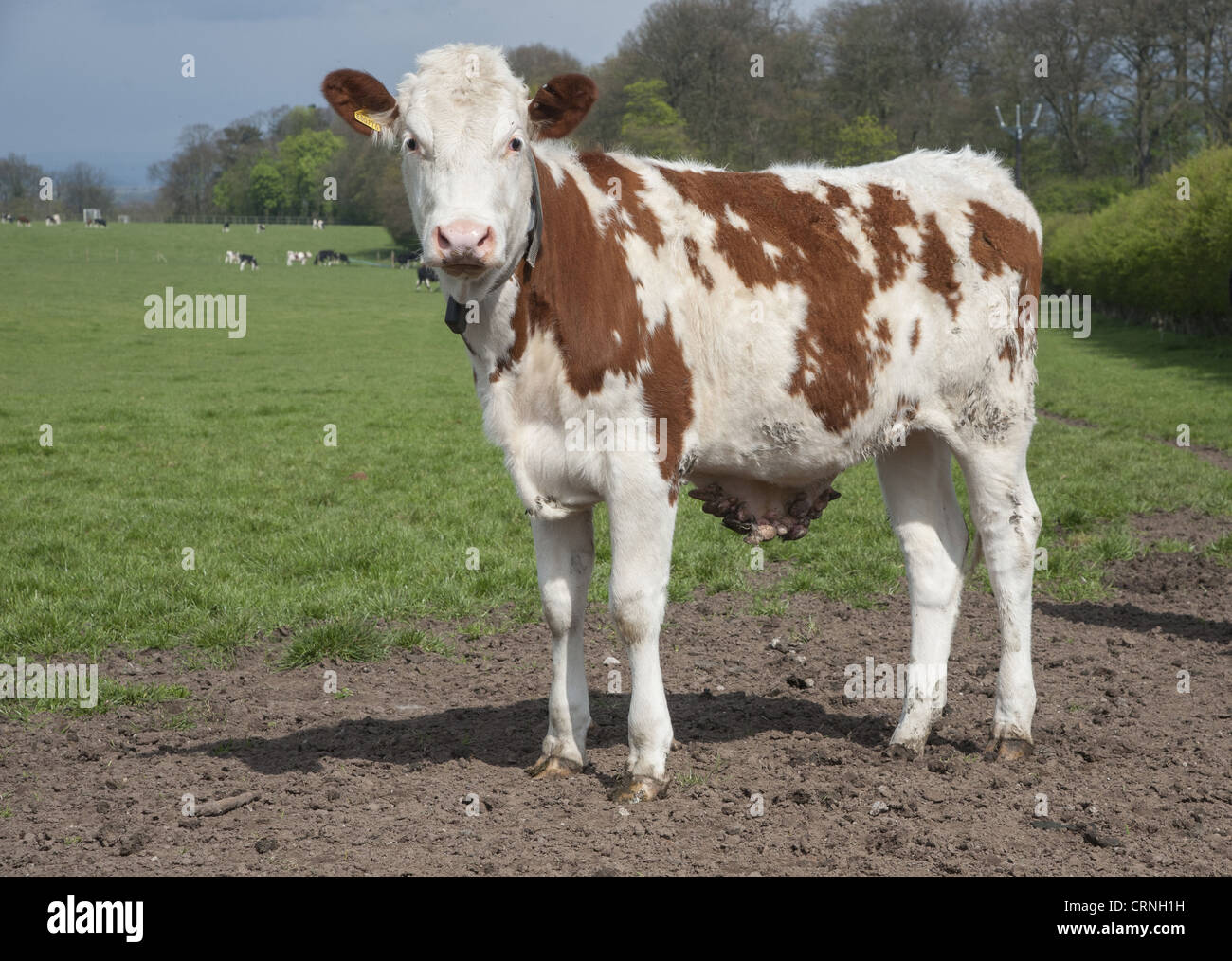 Banish Cattle Warts Fast Wd 40 Method Explained - dd3y3wl