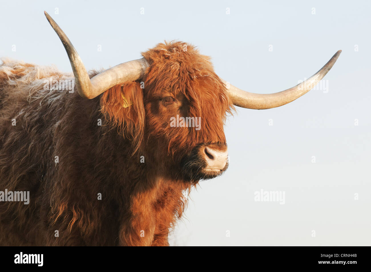 Domestic Cattle, Highland Cattle, cow, closeup of head, on grazing