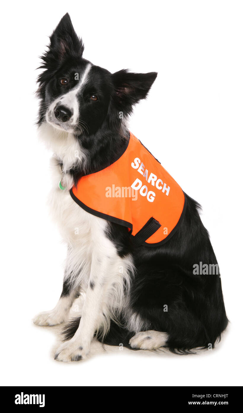 Domestic Dog, Border Collie, adult, Search and Rescue dog wearing high visability jacket Stock Photo