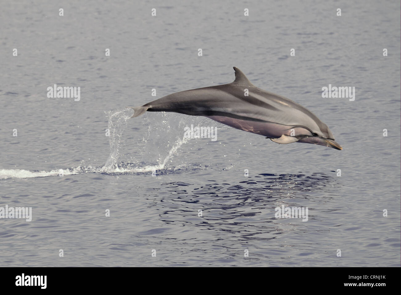 stenella striata - 7 Striped+dolphin hi-res stock photography and images - Page 3 - Alamy