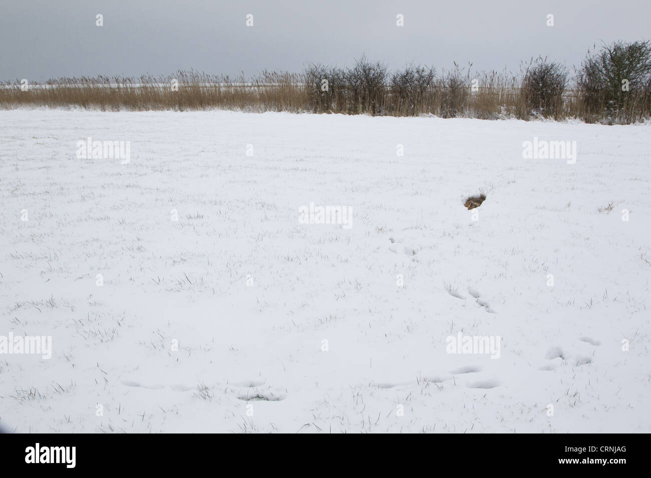 European Hare (Lepus europaeus) adult, resting in form in snow covered field habitat, with footprints leading up to form, Stock Photo